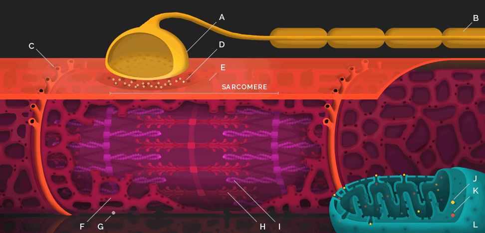 Curiosità: la contrazione muscolare&nbsp;animata