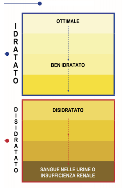 Idratazione-e-colore-urine.png