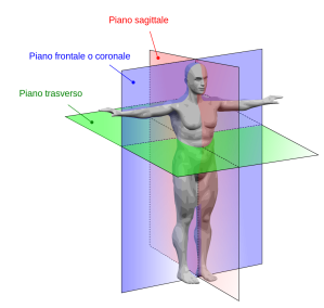 human_anatomy_planes-it-svg