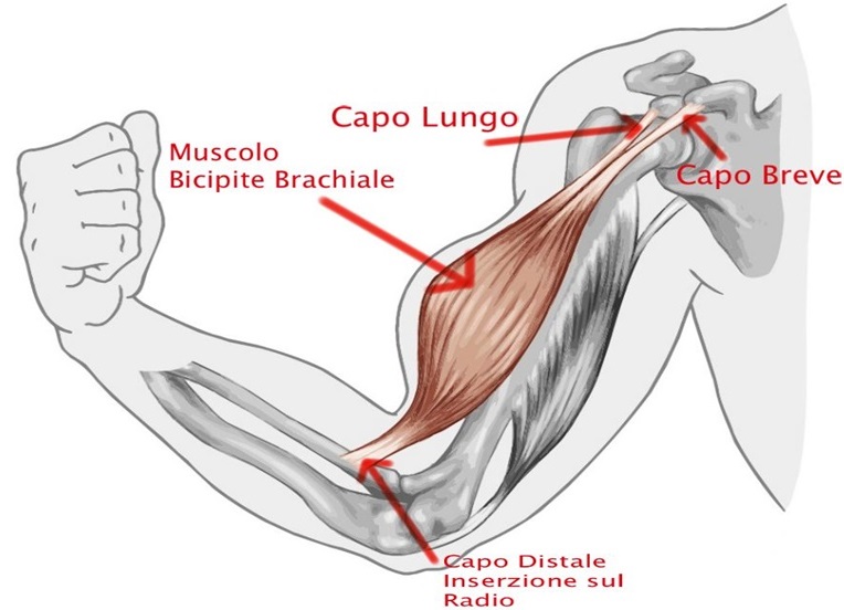 Bicipite-brachiale