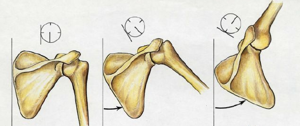 scapulohumeral_pattern