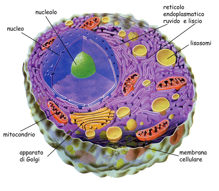La cellula, dove tutto ha&nbsp;inizio