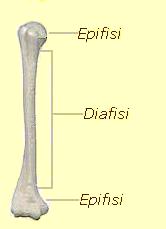 epifisi_diafisi