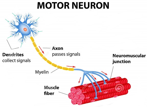 motoneurone-diagramma-vettoriale-35181499
