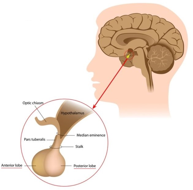 Basi di endocrinologia&nbsp;(2/3)