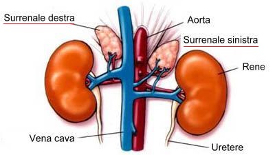 Basi di endocrinologia&nbsp;(3/3)