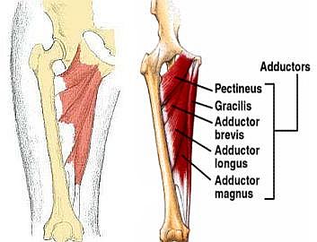 Muscoli adduttori: anatomia e rinforzo  per la prevenzione&nbsp;infortuni