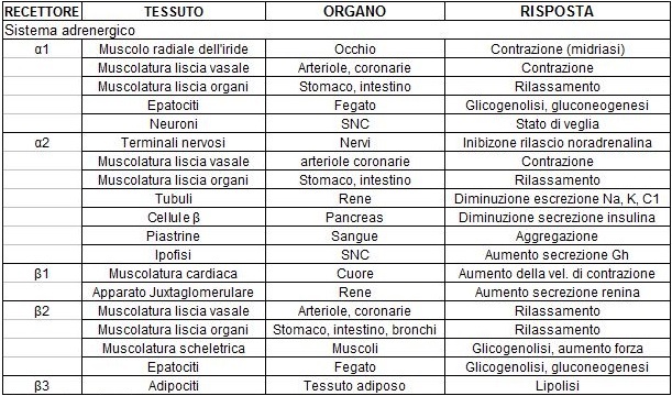 Recettori adrenergici.jpg