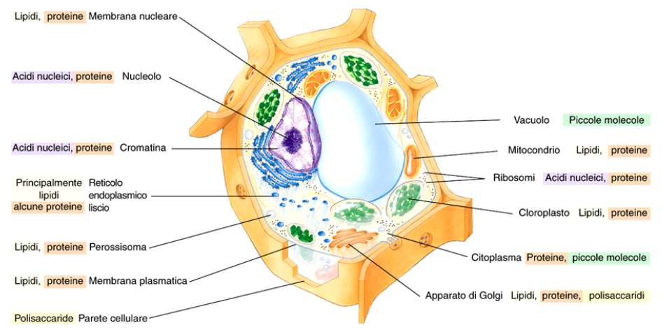 Distribuzione delle macromolecole biologiche all'interno della cellula