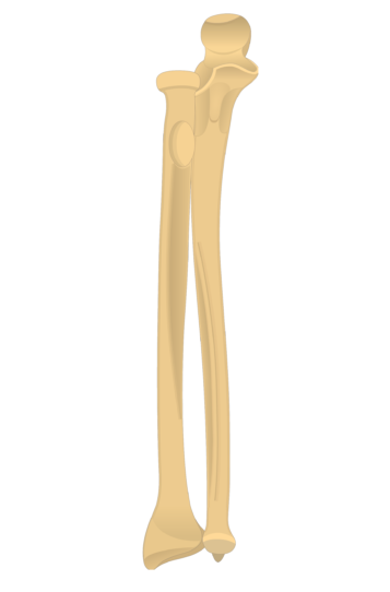 Radius and Ulna Bones