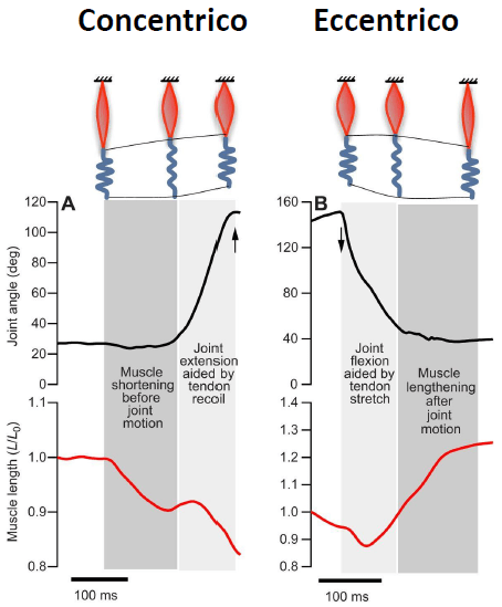 Tendini: salute e&nbsp;performance