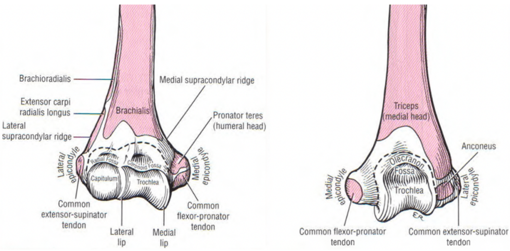 Gomito: anatomia e biomeccanica di&nbsp;base
